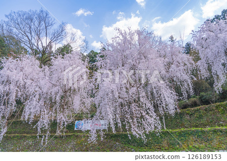 [Tokushima Prefecture] Weeping cherry blossoms in Kamiyama Town 126189153