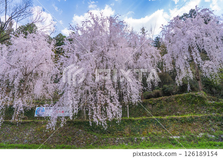 [Tokushima Prefecture] Weeping cherry blossoms in Kamiyama Town 126189154