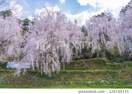 【德島縣】神山町的垂枝櫻花 【德島縣】神山町的垂枝櫻花 126189155