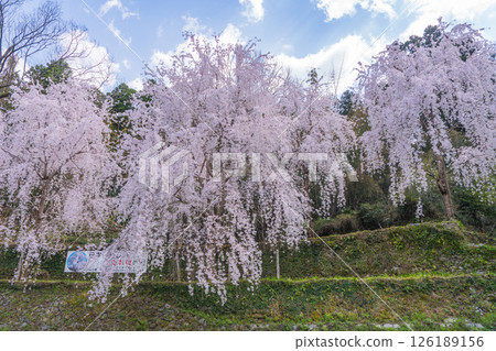 【德島縣】神山町的垂枝櫻花 【德島縣】神山町的垂枝櫻花 126189156