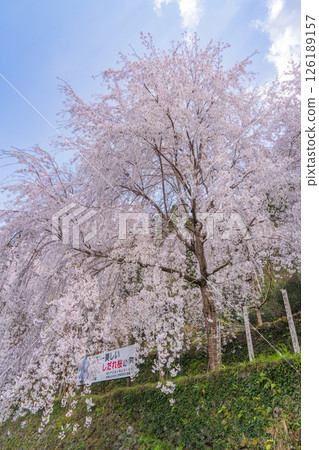 【德島縣】神山町的垂枝櫻花 126189157