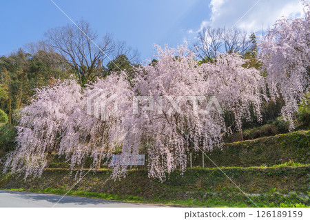 【德島縣】神山町的垂枝櫻花 126189159
