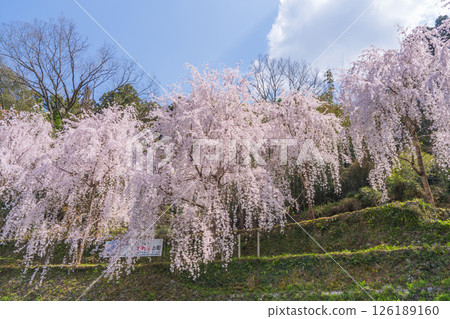 【德島縣】神山町的垂枝櫻花 【德島縣】神山町的垂枝櫻花 126189160