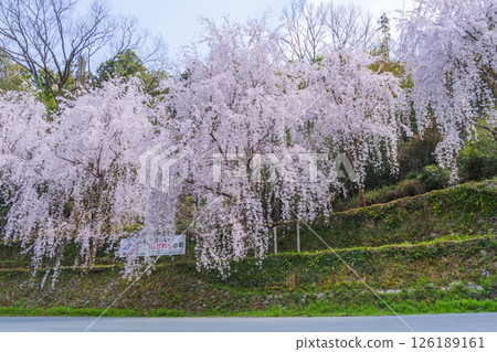 【德島縣】神山町的垂枝櫻花 126189161