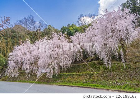 [Tokushima Prefecture] Weeping cherry blossoms in Kamiyama Town 126189162