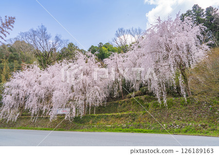 [Tokushima Prefecture] Weeping cherry blossoms in Kamiyama Town 126189163