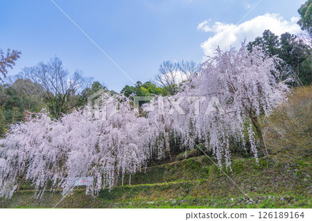 [Tokushima Prefecture] Weeping cherry blossoms in Kamiyama Town 126189164
