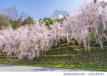 [Tokushima Prefecture] Weeping cherry blossoms in Kamiyama Town 126189167