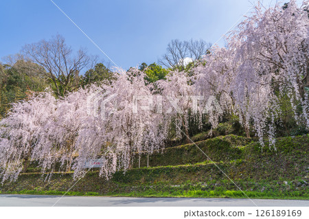 【德島縣】神山町的垂枝櫻花 126189169