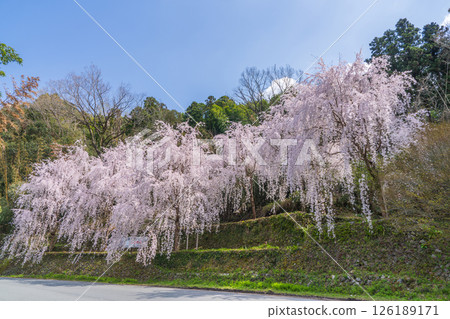 【德島縣】神山町的垂枝櫻花 126189171