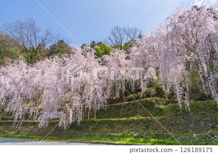 [Tokushima Prefecture] Weeping cherry blossoms in Kamiyama Town 126189175