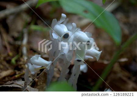 Fantastic silver bell flower Fantastic silver bell flower 126189221