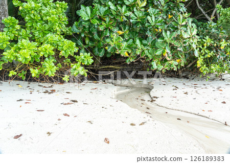 Small tropical stream flowing from dense jungle to sandy beach on Seychelles island 126189383