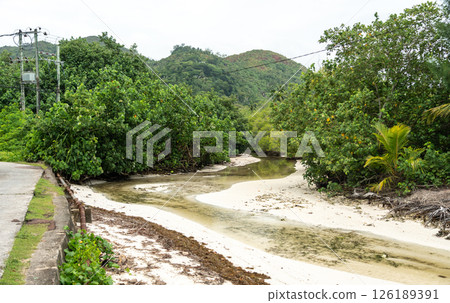 Tropical stream flowing through sandy shore with lush vegetation and mangroves Tropical stream flowing through sandy shore with lush vegetation and mangroves 126189391