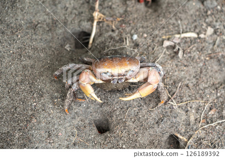Wild crab on sandy ground near burrow entrance, showing claws and legs, perfect for wildlife 126189392