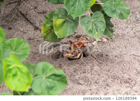 Wild crab partially hidden in sandy burrow under green leaves, showing claws and eyes 126189394