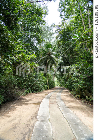 Tropical road to the beach on Praslin Island, Seychelles, winding through lush jungle with sand Tropical road to the beach on Praslin Island, Seychelles, winding through lush jungle with sand 126189399