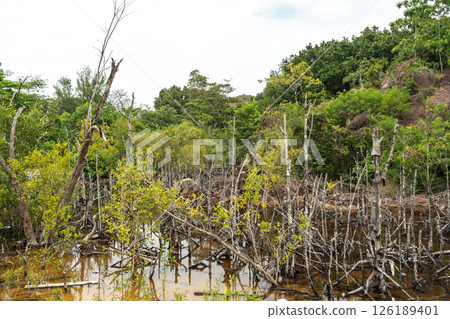 Tropical mangrove swamp with tangled roots, shallow water, and lush vegetation on a Seychelles 126189401