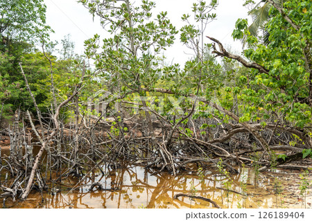 Tropical mangrove swamp with tangled roots, shallow water, and lush vegetation on a Seychelles Tropical mangrove swamp with tangled roots, shallow water, and lush vegetation on a Seychelles 126189404