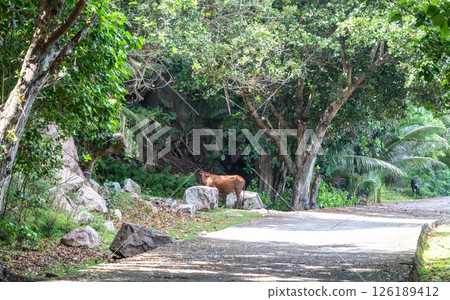 Cow standing near stones by a concrete road surrounded by tropical vegetation and forest 126189412