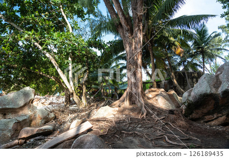 Large tree with exposed roots growing along a rugged trail in a tropical forest on La Digue Island 126189435
