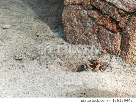 Small crab next to a granite wall on the sandy ground of La Digue Island, Seychelles Small crab next to a granite wall on the sandy ground of La Digue Island, Seychelles 126189442