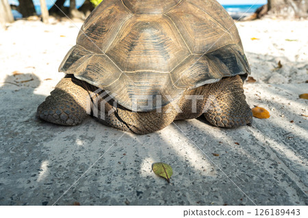 Close-up of the back of a giant tortoise on La Digue Island, Seychelles Close-up of the back of a giant tortoise on La Digue Island, Seychelles 126189443