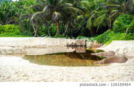 A small freshwater lake formed by a stream lies on a white sandy beach on a tropical Seychelles 126189464