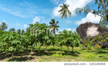 Union Estate Park on La Digue island shows tropical papaya plantation with palm trees Union Estate Park on La Digue island shows tropical papaya plantation with palm trees 126189466