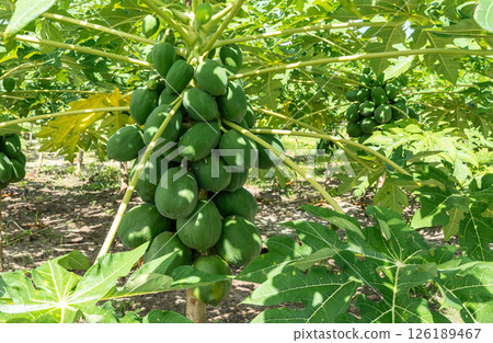 Papaya fruit tree on seychelles farm. Carica papaya ripe fruits in sunny garden, pawpaw harvest Papaya fruit tree on seychelles farm. Carica papaya ripe fruits in sunny garden, pawpaw harvest 126189467