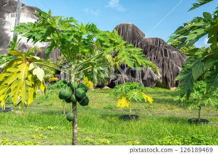 Papaya fruit tree on seychelles farm. Carica papaya ripe fruits in sunny garden, pawpaw harvest 126189469