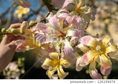 Exotic Ceiba speciosa silk floss tree flowers closeup Exotic Ceiba speciosa silk floss tree flowers closeup 126189474