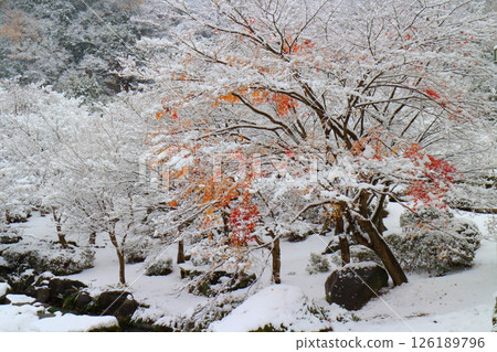 京石園的冬天（中津市矢馬溪） 126189796