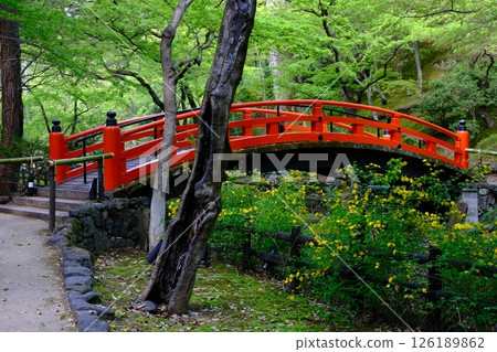 Fresh greenery of Odoi and Uguisubashi Bridge 126189862