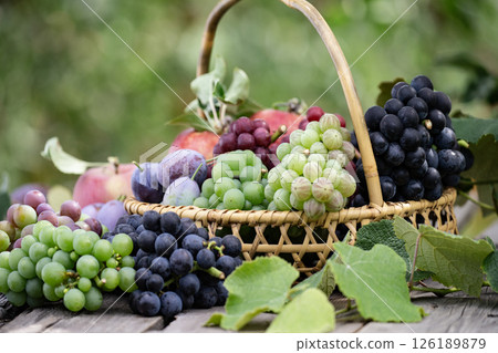 秋季水果採摘 秋季水果採摘 126189879