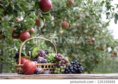 Autumn Fruit Picking 126189888