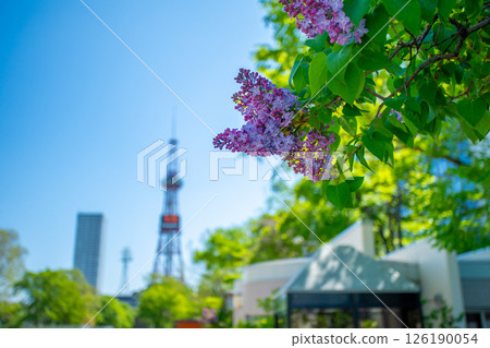 札幌大通公園電視塔 丁香莉拉 126190054