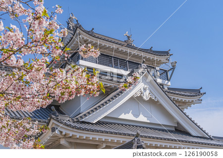 Spring at Myokenzan Park: Toledo decorated with cherry blossoms Spring at Myokenzan Park: Toledo decorated with cherry blossoms 126190058