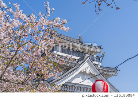 妙見山公園的春天:櫻花盛開的托萊多 妙見山公園的春天:櫻花盛開的托萊多 126190094