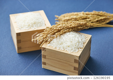 量箱裡的稻穗和米 126190195