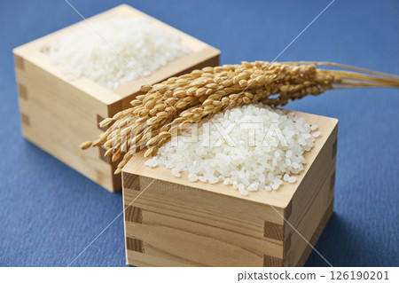 量箱裡的稻穗和米 量箱裡的稻穗和米 126190201