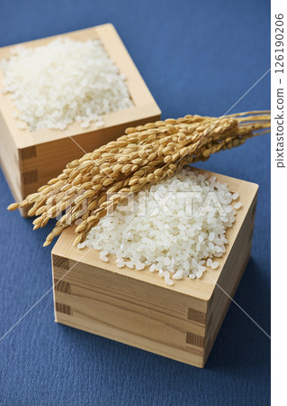Ears of rice and rice in a measuring box 126190206