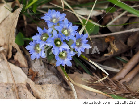 Blue gentian flowers Blue gentian flowers 126190228