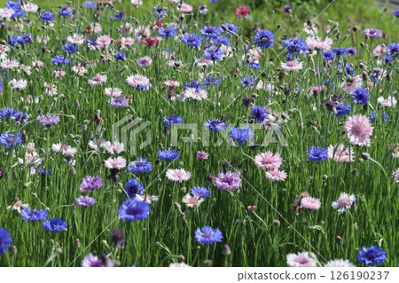 Blue, purple and pink cornflower flowers blooming in a spring field 126190237