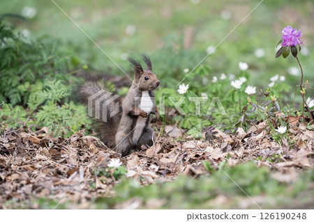 Early spring forest and cute Hokkaido squirrel Early spring forest and cute Hokkaido squirrel 126190248