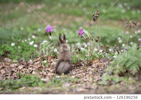 Early spring forest and cute Hokkaido squirrel Early spring forest and cute Hokkaido squirrel 126190256