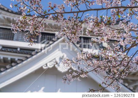 [春天] 妙見山公園的櫻花 126190278
