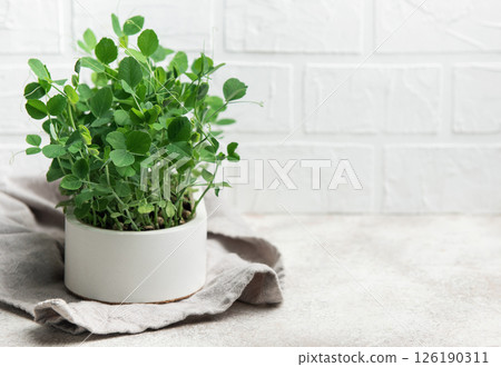 Fresh pea microgreens growing in white pot on kitchen counter 126190311