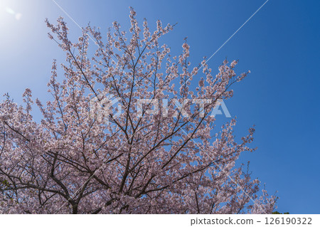閃耀在藍天的櫻花 閃耀在藍天的櫻花 126190322