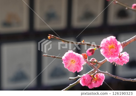 紅梅與三十六詩人 126190323